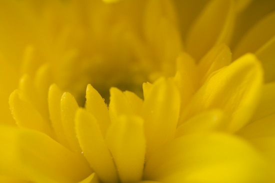 Abstract;Bloom;Blossom;Blossoms;Floret;Flower;Floweret;Flowering;Flowers;Mums;Petal;Petals;Pistel;Stamen;Yellow