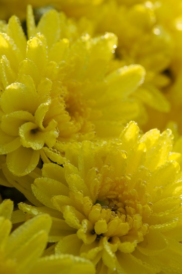 Bloom;Blossom;Blossoms;Floret;Flower;Floweret;Flowering;Flowers;Mums;Petal;Petals;Pistel;Stamen;Yellow