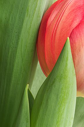 Abstract;Flower;Leaves;Plants;Leaf;Abstractions;Patterns;Shapes;Textures;Blooming;Blossom;Bloom;Flowering;Botanical;Nature;Petal;Garden;Colorful;Outdoor;Vegetation;Natural;Floral;Herb;Flowers;Stamen;Pistil;Stem