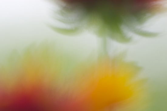 Abstract;Abstractions;Bloom;Blossom;Blossoms;Floret;Flower;Floweret;Flowering;Flowers;Green;m;Marroon;Orange;Patterns;Petal;Petals;Pistel;Red;Shapes;Stamen;Stem;Textures;Yellow