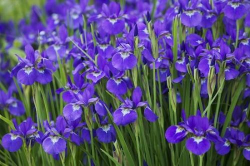 floral;Flower;Blossoms;Green;Pistel;Flowers;Purple;Bloom;Flowering;Stamen;Petal;Blue Iris;Floweret;Petals;Floret;Blue;Blossom