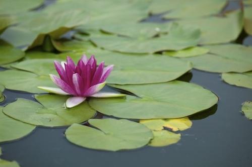 Bloom;Flowering;Blossom;Flowers;Stamen;Petal;Magenta;Floret;Green;Flower;Pistel;Petals;Floweret;Pink;lotus;Purple;Blossoms