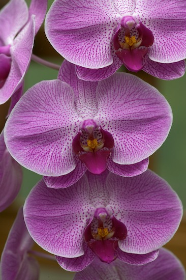 Abstract;Abstractions;Bloom;Blossom;Blossoms;Floret;Flower;Floweret;Flowering;Flowers;Patterns;Petal;Petals;Pink;Pistel;Purple;Shapes;Stamen;Textures