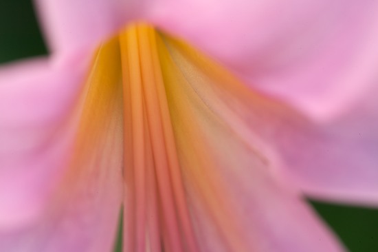 Abstract;Abstractions;Bloom;Blossom;Blossoms;Floret;Flower;Floweret;Flowering;Flowers;Gold;Orange;Patterns;Petal;Petals;Pink;Pistil;Shapes;Stamen;Textures