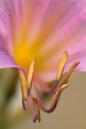 Gold;Orange;Pink