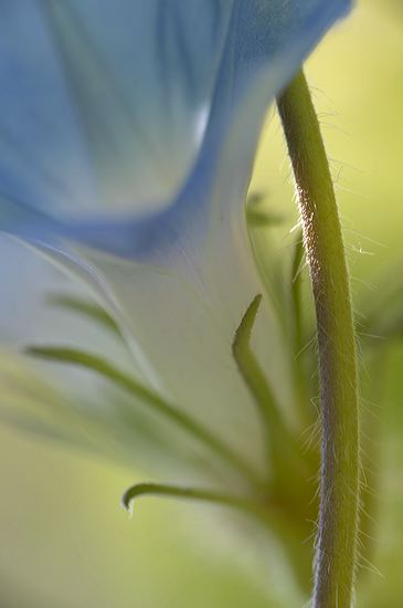 Abstract;Flower;Blooming;Blossom;Bloom;Plants;Flowering;Botanical;Nature;Petal;Garden;Colorful;Outdoor;Vegetation;Natural;Floral;Herb;Flowers;Stamen;Pistil;Stem