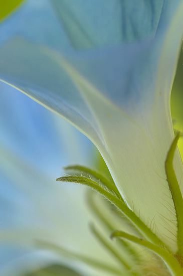 Abstract;Flower;Blooming;Blossom;Bloom;Plants;Flowering;Botanical;Nature;Petal;Garden;Colorful;Outdoor;Vegetation;Natural;Floral;Herb;Flowers;Stamen;Pistil;Stem