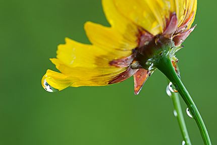 Flower;Plants;Color;Red;Yellow;Blooming;Blossom;Bloom;Flowering;Botanical;Nature;Petal;Garden;Colorful;Outdoor;Vegetation;Natural;Dew;Floral;Herb;Flowers;Stamen;Pistil;Stem;Abstractions;Patterns;Shapes;Textures