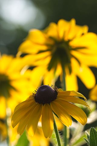 Flower;Plants;Color;Yellow;Tennessee;Abstract;Blooming;Blossom;Bloom;Flowering;Botanical;Nature;Petal;Garden;Colorful;Outdoor;Vegetation;Natural