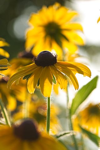Flower;Plants;Color;Yellow;Tennessee;Abstract;Blooming;Blossom;Bloom;Flowering;Botanical;Nature;Petal;Garden;Colorful;Outdoor;Vegetation;Natural