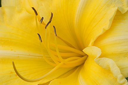 Flower;Yellow;Plants;Color;Abstract;Blooming;Blossom;Bloom;Flowering;Botanical;Nature;Petal;Garden;Colorful;Outdoor;Vegetation;Natural;Floral;Herb;Flowers;Stamen;Pistil;Stem;Abstractions;Patterns;Shapes;Textures