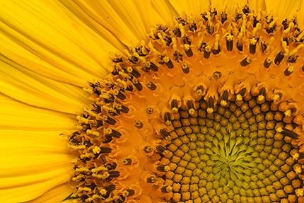 Flower;Insect;Abstract;Color;Blooming;Blossom;Bloom;Plants;Flowering;Botanical;Nature;Petal;Garden;Colorful;Outdoor;Vegetation;Natural;Floral;Herb;Flowers;Stamen;Pistil;Stem;Abstractions;Patterns;Shapes;Textures