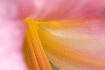 Dew;Abstract;Flower;Blooming;Blossom;Bloom;Plants;Flowering;Botanical;Nature;Petal;Garden;Colorful;Outdoor;Vegetation;Natural;Abstractions;Patterns;Shapes;Textures;Details;Water;Reflections;Drop;Moisture;Droplet;Morning;Bead;Dewey;Floral;Herb;Flowers;Stamen;Pistil;Stem