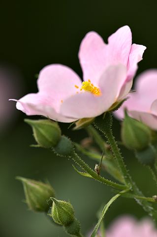 Flowers;Tennessee;Williamson County;Nature;Flower;Blooming;Blossom;Bloom;Plants;Flowering;Botanical;Petal;Garden;Colorful;Outdoor;Vegetation;Natural;Floral;Herb;Stamen;Pistil;Stem