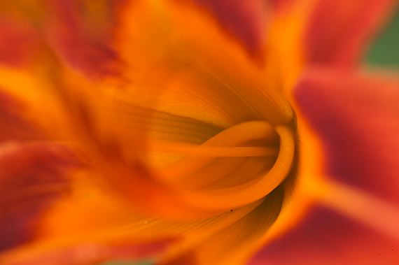 Flowers;Tennessee;Williamson County;Flower;Blooming;Blossom;Bloom;Plants;Flowering;Botanical;Nature;Petal;Garden;Colorful;Outdoor;Vegetation;Natural;Abstract;Abstractions;Patterns;Shapes;Textures;Floral;Herb;Stamen;Pistil;Stem