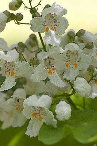 Flower;Tennessee;Williamson County;Blooming;Blossom;Bloom;Plants;Flowering;Botanical;Nature;Petal;Garden;Colorful;Outdoor;Vegetation;Natural;Floral;Herb;Flowers;Stamen;Pistil;Stem