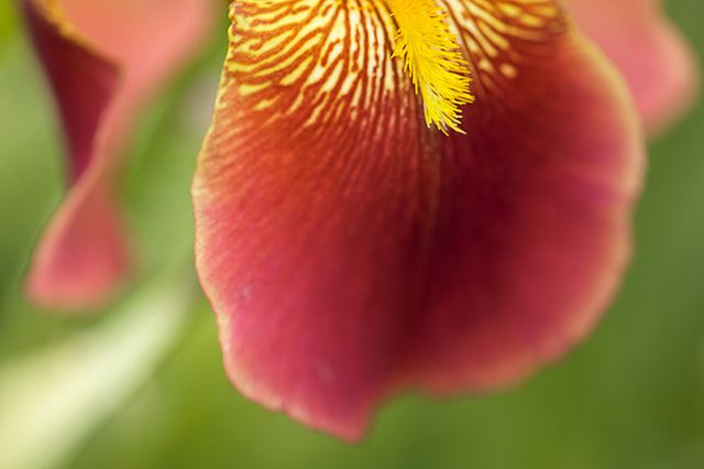 Flower;Blooming;Blossom;Bloom;Plants;Flowering;Botanical;Nature;Petal;Garden;Colorful;Outdoor;Vegetation;Natural