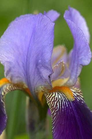 Flower;Blooming;Blossom;Bloom;Plants;Flowering;Botanical;Nature;Petal;Garden;Colorful;Outdoor;Vegetation;Natural