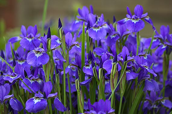 Flower;Blooming;Blossom;Bloom;Plants;Flowering;Botanical;Nature;Petal;Garden;Colorful;Outdoor;Vegetation;Natural