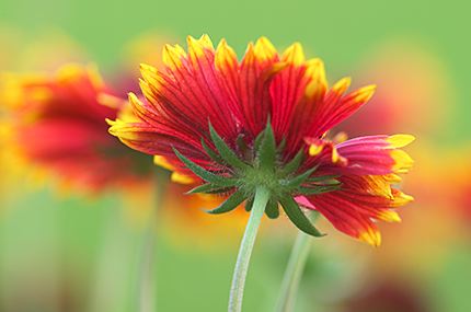 Flower;Blooming;Blossom;Bloom;Plants;Flowering;Botanical;Nature;Petal;Garden;Colorful;Outdoor;Vegetation;Natural;Abstract;Abstractions;Patterns;Shapes;Textures;Floral;Herb;Flowers;Stamen;Pistil;Stem