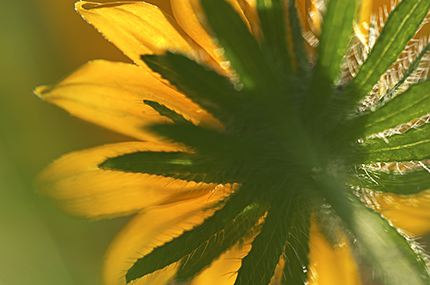 Flower;Blooming;Blossom;Bloom;Plants;Flowering;Botanical;Nature;Petal;Garden;Colorful;Outdoor;Vegetation;Natural;Abstract;Abstractions;Patterns;Shapes;Textures;Floral;Herb;Flowers;Stamen;Pistil;Stem