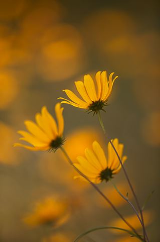 Alabama;Plants;Flower;Flowers;Little River Canyon