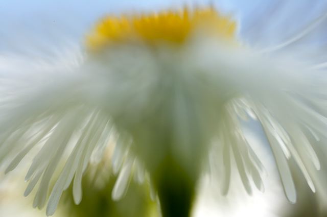 Flower;Blooming;Blossom;Bloom;Plants;Flowering;Botanical;Nature;Petal;Garden;Colorful;Outdoor;Vegetation;Natural;Solitude;Sky;Colors;Color;Daisies