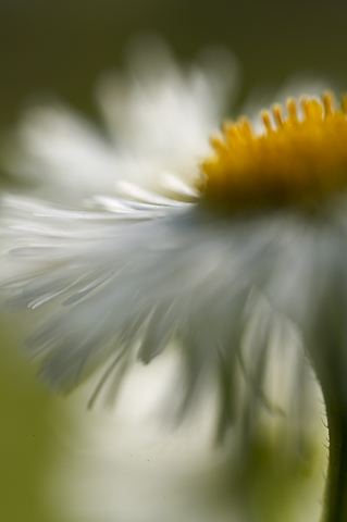 Flower;Blooming;Blossom;Bloom;Plants;Flowering;Botanical;Nature;Petal;Garden;Colorful;Outdoor;Vegetation;Natural;Solitude;Sky;Colors;Color;Daisies