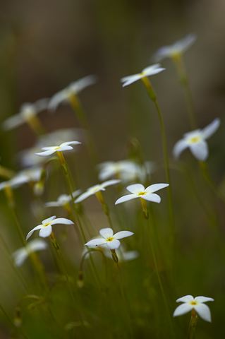 Flower;Blooming;Blossom;Bloom;Plants;Flowering;Botanical;Nature;Petal;Garden;Colorful;Outdoor;Vegetation;Natural;Forest;Trees;Leaves;Leaf;Woods;Bark;Outdoors;Woodland