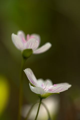 Flower;Blooming;Blossom;Bloom;Plants;Flowering;Botanical;Nature;Petal;Garden;Colorful;Outdoor;Vegetation;Natural;Forest;Trees;Leaves;Leaf;Woods;Bark;Outdoors;Woodland;Wildflower