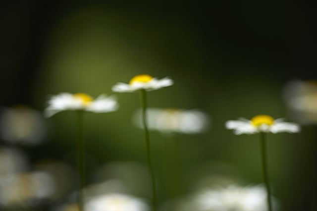 Flower;Blooming;Blossom;Bloom;Plants;Flowering;Botanical;Nature;Petal;Garden;Colorful;Outdoor;Vegetation;Natural;Tennessee