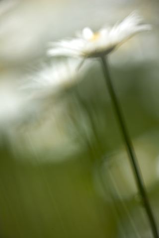 Flower;Blooming;Blossom;Bloom;Plants;Flowering;Botanical;Nature;Petal;Garden;Colorful;Outdoor;Vegetation;Natural;Tennessee