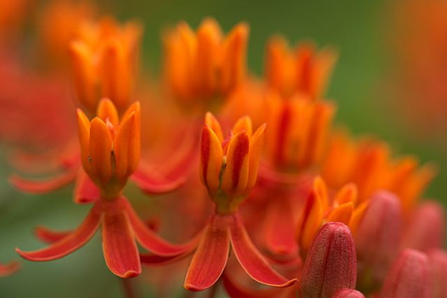 Flower;Blooming;Blossom;Bloom;Plants;Flowering;Botanical;Nature;Petal;Garden;Colorful;Outdoor;Vegetation;Natural;Abstract;Abstractions;Patterns;Shapes