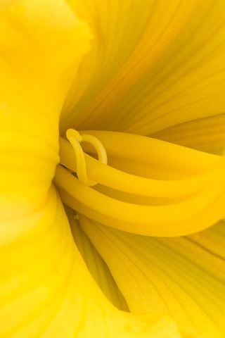 Abstract;Abstractions;Patterns;Shapes;Textures;Flower;Blooming;Blossom;Bloom;Plants;Flowering;Botanical;Nature;Petal;Garden;Colorful;Outdoor;Vegetation;Natural;Floral;Herb;Flowers;Stamen;Pistil;Stem