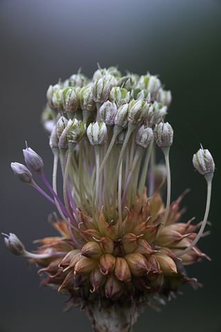 Abstract;Abstractions;Patterns;Shapes;Textures;Flower;Blooming;Blossom;Bloom;Plants;Flowering;Botanical;Nature;Petal;Garden;Colorful;Outdoor;Vegetation;Natural;Floral;Herb;Flowers;Stamen;Pistil;Stem