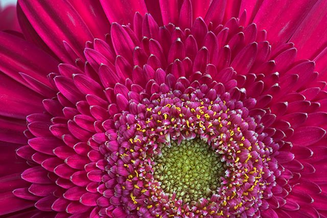 Flower;Blooming;Blossom;Bloom;Plants;Flowering;Botanical;Nature;Petal;Garden;Colorful;Outdoor;Vegetation;Natural;Floral;Herb;Flowers;Stamen;Pistil;Stem;Abstract;Abstractions;Patterns;Shapes;Textures