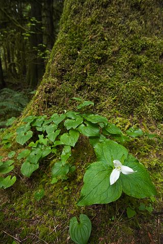 Flower;Blooming;Blossom;Bloom;Plants;Flowering;Botanical;Nature;Petal;Garden;Colorful;Outdoor;Vegetation;Natural;Forest;Trees;Leaves;Leaf;Woods;Bark;Outdoors;Woodland