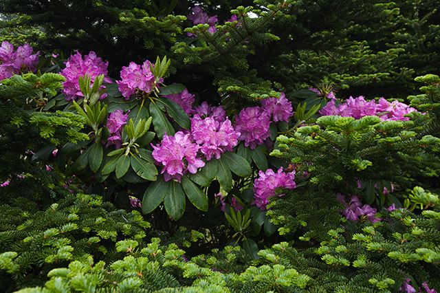 Ledge;Mountain;Cliff;Precipice;Peak;Mountain Top;Rock Formations;Rocks;Boulder;Nature;Vertical;High;Power;Powerful;Scenic View;Scenics;Summit;Forest;Trees;Leaves;Leaf;Plants;Woods;Bark;Outdoors;Natural;Woodland;Flower;Blooming;Blossom;Bloom;Flowering;Botanical;Petal;Garden;Colorful;Outdoor;Vegetation;Floral;Herb;Flowers;Stamen;Pistil;Stem;Oneness;Fog;Mist;Damp;Misty;Foggy;Obscured