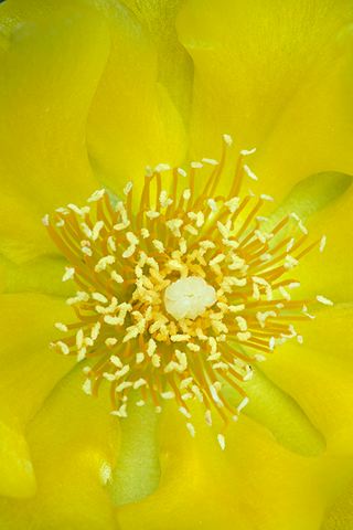 Flower;Blooming;Blossom;Bloom;Plants;Flowering;Botanical;Nature;Petal;Garden;Colorful;Outdoor;Vegetation;Natural;Abstract;Abstractions;Patterns;Shapes;Textures