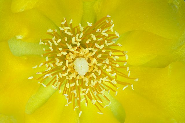 Flower;Blooming;Blossom;Bloom;Plants;Flowering;Botanical;Nature;Petal;Garden;Colorful;Outdoor;Vegetation;Natural;Abstract;Abstractions;Patterns;Shapes;Textures
