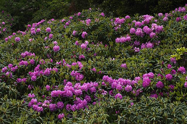 Ledge;Mountain;Cliff;Precipice;Peak;Mountain Top;Rock Formations;Rocks;Boulder;Nature;Vertical;High;Power;Powerful;Scenic View;Scenics;Summit;Forest;Trees;Leaves;Leaf;Plants;Woods;Bark;Outdoors;Natural;Woodland;Flower;Blooming;Blossom;Bloom;Flowering;Botanical;Petal;Garden;Colorful;Outdoor;Vegetation;Floral;Herb;Flowers;Stamen;Pistil;Stem;Oneness;Fog;Mist;Damp;Misty;Foggy;Obscured