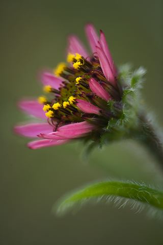 Cedar Glade;Endangered Species;Flower;Blooming;Blossom;Bloom;Plants;Flowering;Botanical;Nature;Petal;Garden;Colorful;Outdoor;Vegetation;Natural
