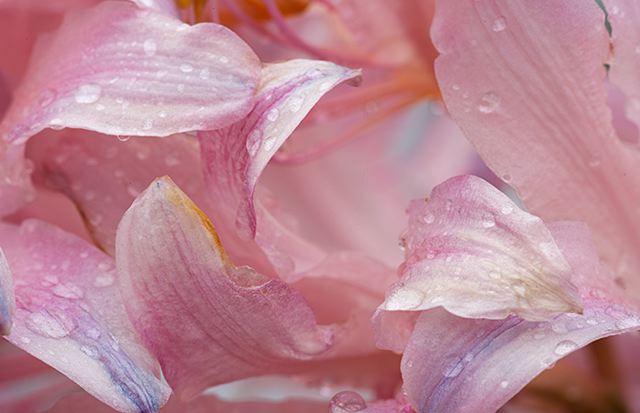 Flower;Blooming;Blossom;Bloom;Plants;Flowering;Botanical;Nature;Petal;Garden;Colorful;Outdoor;Vegetation;Natural;Floral;Herb;Flowers;Stamen;Pistil;Stem;Damp;Dew;Water;Abstract;Abstractions;Patterns;Shapes;Textures