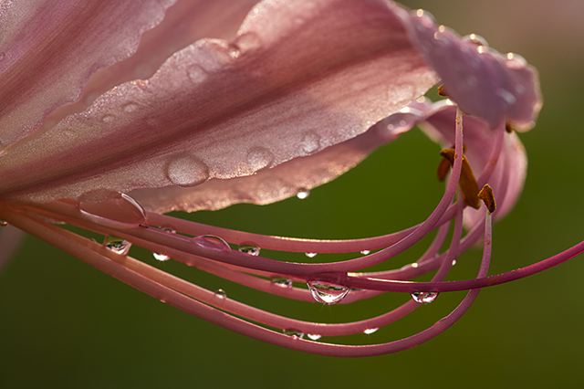 Flower;Blooming;Blossom;Bloom;Plants;Flowering;Botanical;Nature;Petal;Garden;Colorful;Outdoor;Vegetation;Natural;Floral;Herb;Flowers;Stamen;Pistil;Stem;Damp;Dew;Water;Abstract;Abstractions;Patterns;Shapes;Textures