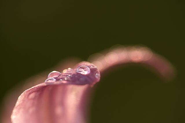 Flower;Blooming;Blossom;Bloom;Plants;Flowering;Botanical;Nature;Petal;Garden;Colorful;Outdoor;Vegetation;Natural;Floral;Herb;Flowers;Stamen;Pistil;Stem;Damp;Dew;Water;Abstract;Abstractions;Patterns;Shapes;Textures