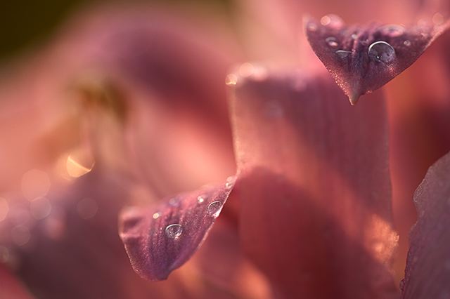 Flower;Blooming;Blossom;Bloom;Plants;Flowering;Botanical;Nature;Petal;Garden;Colorful;Outdoor;Vegetation;Natural;Floral;Herb;Flowers;Stamen;Pistil;Stem;Damp;Dew;Water;Abstract;Abstractions;Patterns;Shapes;Textures