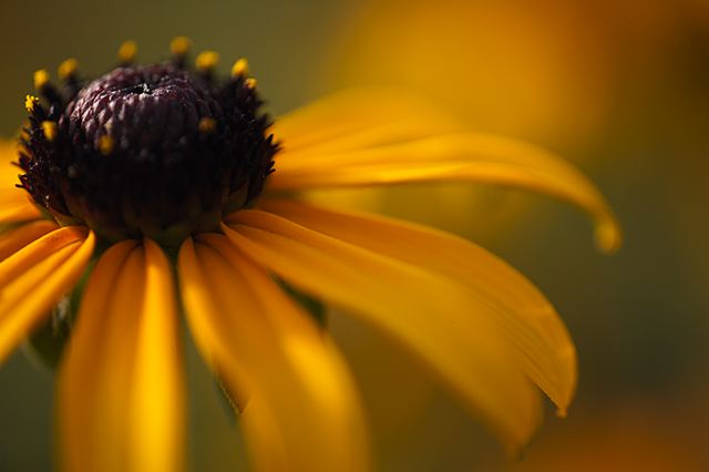 Flower;Blooming;Blossom;Bloom;Plants;Flowering;Botanical;Nature;Petal;Garden;Colorful;Outdoor;Vegetation;Natural;Floral;Herb;Flowers;Stamen;Pistil;Stem