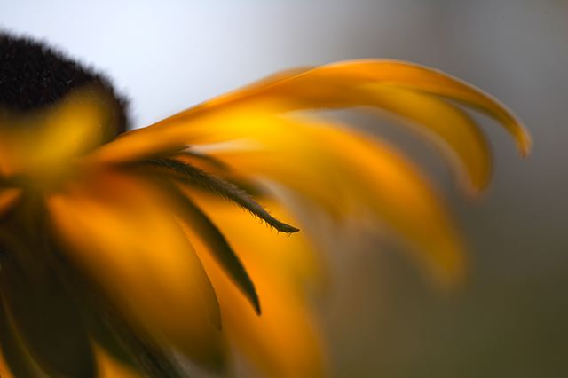 Flower;Blooming;Blossom;Bloom;Plants;Flowering;Botanical;Nature;Petal;Garden;Colorful;Outdoor;Vegetation;Natural;Floral;Herb;Flowers;Stamen;Pistil;Stem