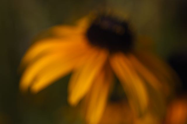 Flower;Blooming;Blossom;Bloom;Plants;Flowering;Botanical;Nature;Petal;Garden;Colorful;Outdoor;Vegetation;Natural;Floral;Herb;Flowers;Stamen;Pistil;Stem;Abstract;Abstractions;Patterns;Shapes;Textures