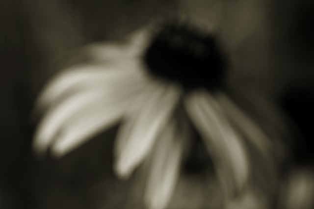 Abstract;Abstractions;Patterns;Shapes;Textures;Flower;Blooming;Blossom;Bloom;Plants;Flowering;Botanical;Nature;Petal;Garden;Colorful;Outdoor;Vegetation;Natural;Floral;Herb;Flowers;Stamen;Pistil;Stem